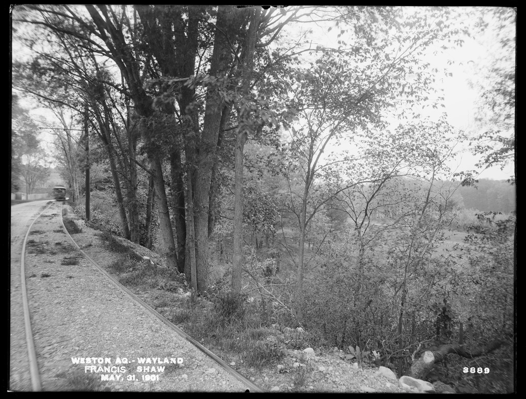 Weston Aqueduct, trees on Francis Shaw's property, Wayland, Mass., May 31, 1901