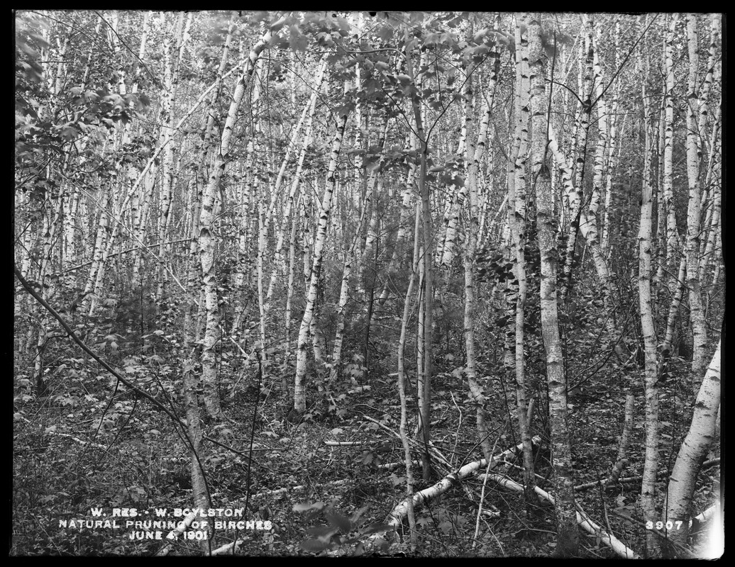 Wachusett Reservoir, natural pruning of birches on George L. Lamson land, West Boylston, Mass., Jun. 4, 1901