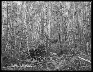 Wachusett Reservoir, natural pruning of birches on George L. Lamson land, West Boylston, Mass., Jun. 4, 1901