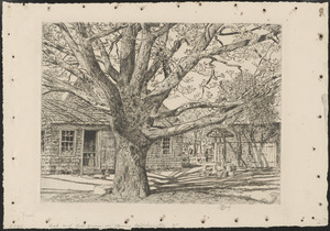 Oak and old house in spring, Easthampton