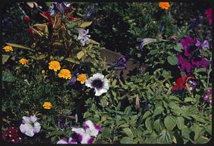 Group of various flowers, Boston