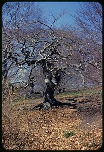 Leafless tree