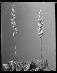 Spiranthes