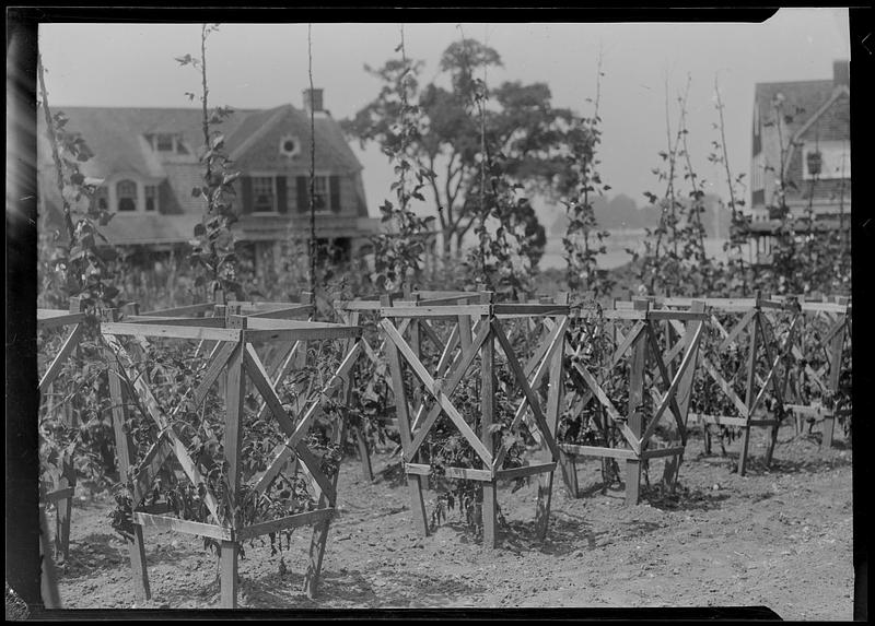 Tomatoes, supported