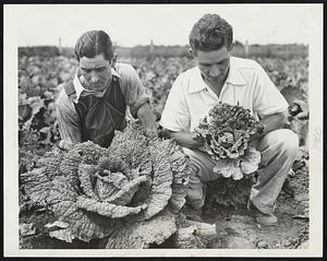 Drought Hits Farmlands Near New York -- John DeMonaco (left), a Hicksville, L, I., farmer, holding a normal cabbage plant, while Orson Cannon of the Nassau farm bureau's research staff is pictured with a shriveled plant from an average Long Island patch this year. A survey of the drought in and near the metropolitan area showed that conditions on farms were rapidly becoming more serious.