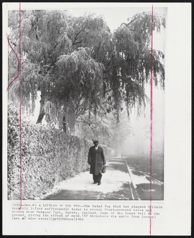 A Lifting of the Fog-- The fatal fog that has plagued Britain recently lifted sufficiently today to reveal frost-covered trees and shrubs near Motspur Park, Surrey, England. Some of the frost fell into the ground, giving the effect of snow.