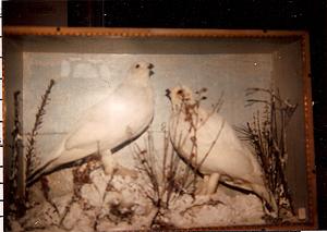 Taxidermied birds in display case