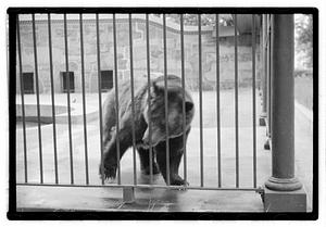 Bears at zoo
