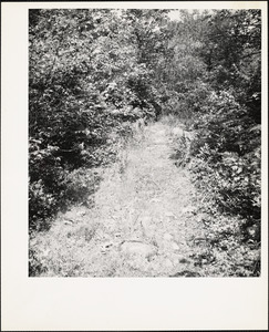 Pathway sharing typical surface of ground with rocks