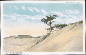 Cape Cod Sand Dunes