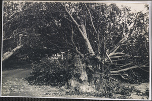 1944 Hurricane damage, South Yarmouth, Mass.
