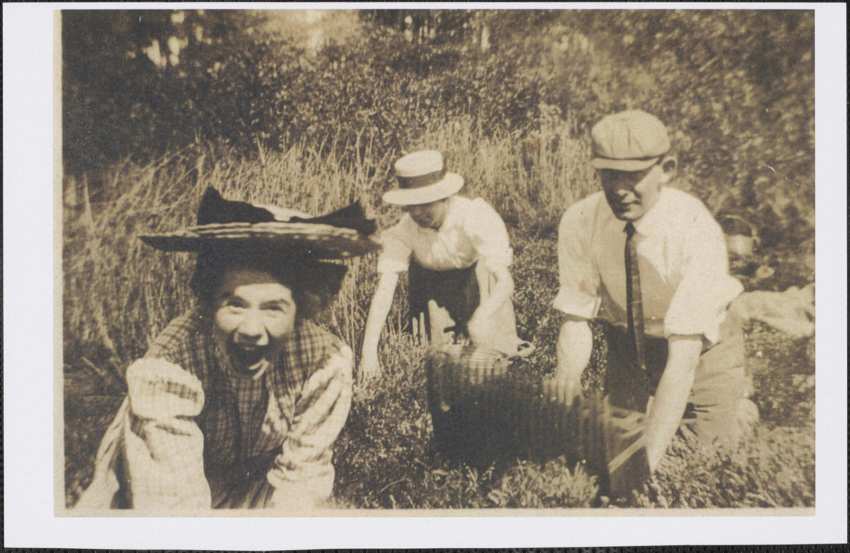 Caroline, Helen, and Gorham Pulsifer cranberry picking