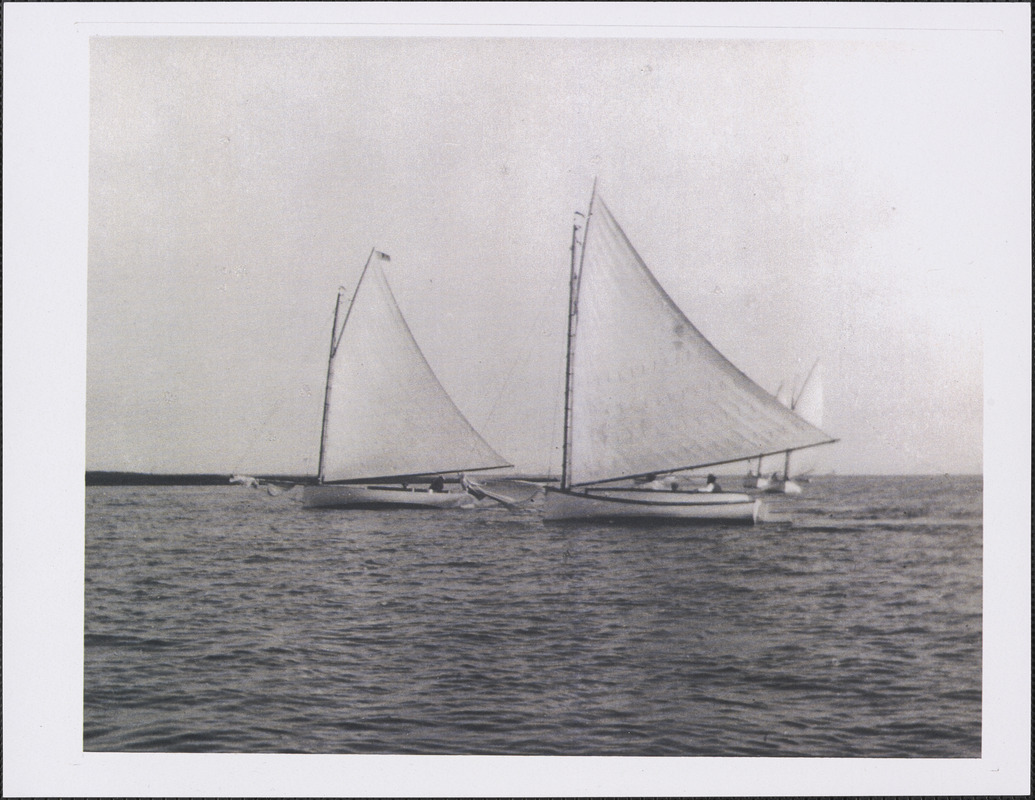 Cat boats racing Digital Commonwealth