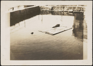 Seals in Woods Hole, Mass.