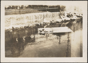 Seal, Woods Hole, Mass.