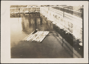 Seal at Woods Hole, Mass.