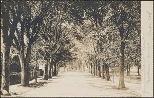 Elm trees on Main Street, Yarmouth Port, Mass.