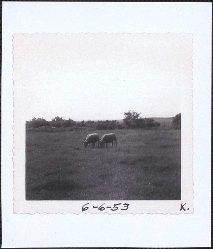 Sheep grazing at Bray Farm