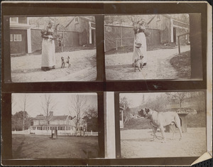Unidentified woman feeding a dog with house and close up of dog