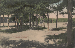 View of the pines, South Yarmouth, Mass.