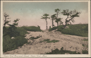 Cape Cod pines and sand