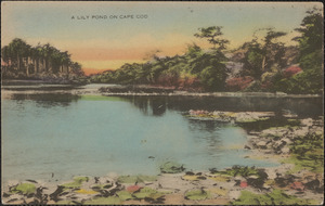A lily pond on Cape Cod, Mass.