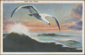 Seagull, Cape Cod, Mass.