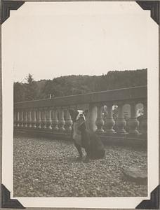 A Boston terrier sits in front of a balustrade