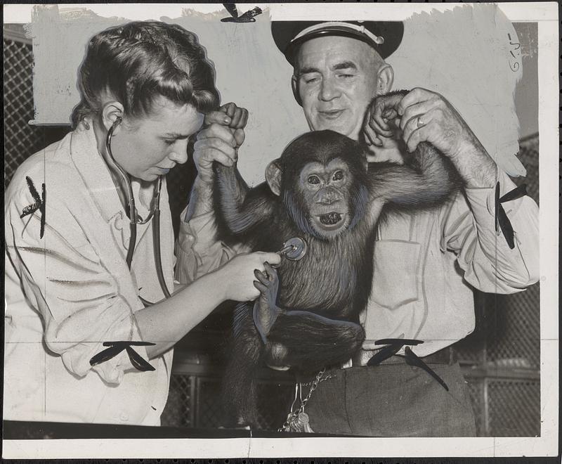 Photogenic vet and photogenic chimp