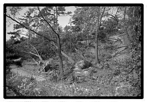 Uprooted tree