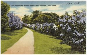 Lilac Collection, Arnold Arboretum, Jamaica Plain, Mass.