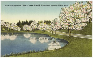 Pond and Japanese Cherry Trees, Arnold Arboretum, Jamaica Plain, Mass.