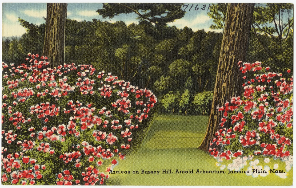Azaleas on Bussey Hill, Arnold Arboretum, Jamaica Plain, Mass.