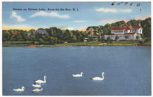 Swans on Sylvan Lake, Avon-by-the-Sea, N. J.