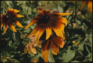 Brown-eyed susan, Maine