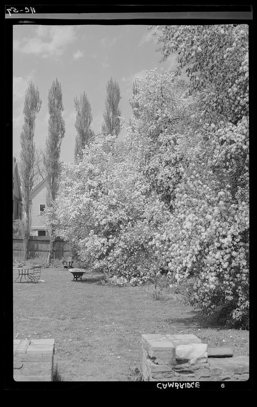 Spring blossoms in a Cambridge back yard