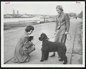 Pleased to Meet You - But this poodle and cat were kept on neutral ground by these strollers on the Esplanade yesterday.