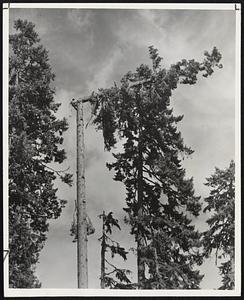 T-I-M-B-E-R. The power saw has replaced the axe, but lumbermen remain the same as they were in the days of Paul Bunyan and his blue ox, Babe. The Pacific Northwest still boasts of tall timber, ever-rolling rain clouds, and the he-est of the men. Stewart Holbrook tells of a Gray's Harbor hooktender who declared "When I yells 'Go ahead!' the hemlocks all bend double and the clams go down a foot!". Cutting A Toothpick, a skilled rigger works his way up a Douglas fir 150 feet and then saws off 60 feet of the top.