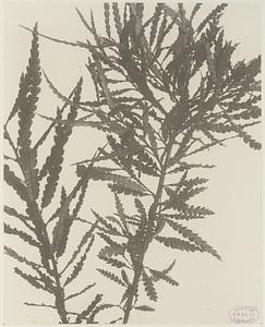 318. Myrica asplenifolia, sweet fern