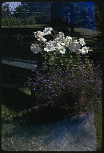 Mrs. Pettie's garden, OOB [Old Orchard Beach], Me.