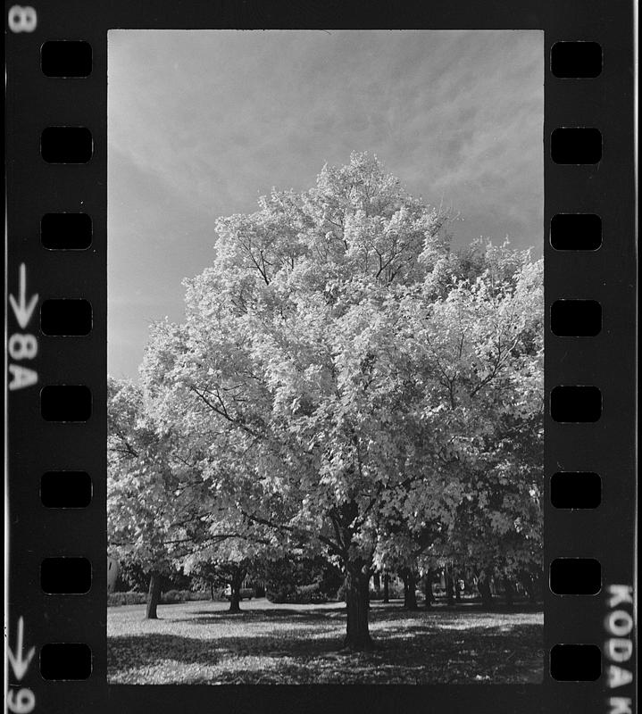 Atkinson Common foliage