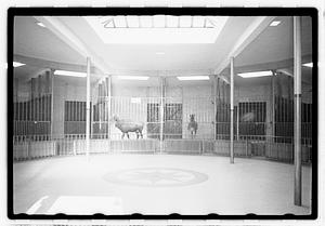 Animals in enclosures including a zebra