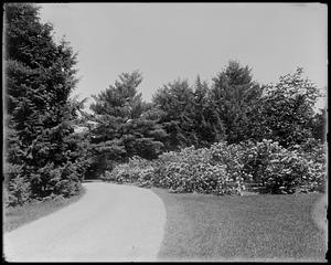 Rhododendron catawbiense