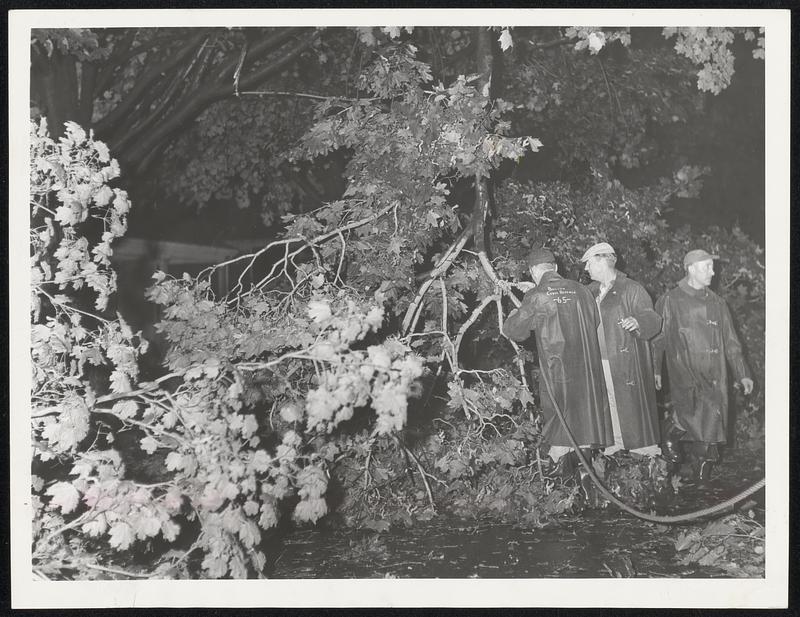 Workers Attempt to clear tree from Sparhawk street in Brighton. The tree, felled by Donna at onslaught of storm, dragged a network of lines with it cutting power in homes.