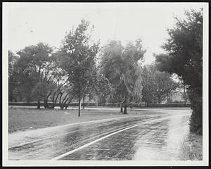 Trees take a lashing at Greenbush corners