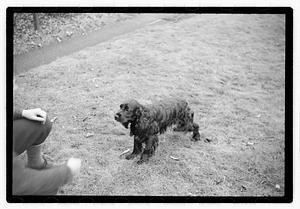 Idahurst Kennels
