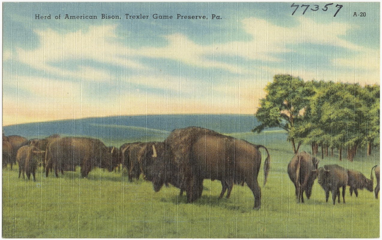 Herd of American Bison, Trexler Game Preserve, Pa.