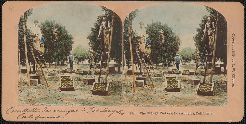 The orange pickers, Los Angeles, California