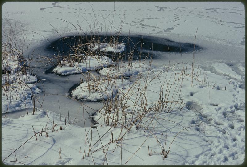 Sandwich, Mass. Birds winter in pollution-free millpond in Sandwich (about 65 miles from Boston on Cape Cod)