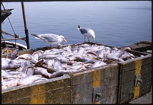 Seagulls on crates of fish